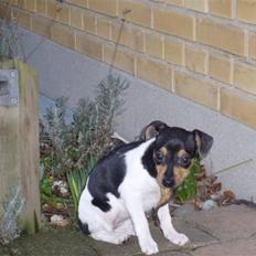 Dansk svensk gaardhund Sola