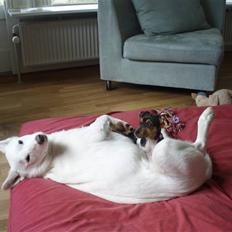 Dansk svensk gaardhund Sola