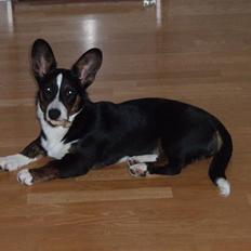 Welsh corgi cardigan Faarup Dazi (Gizmo)