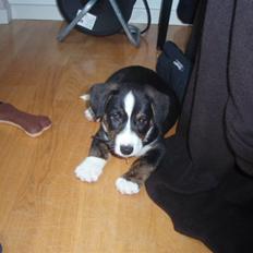 Welsh corgi cardigan Faarup Dazi (Gizmo)