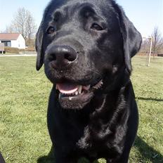 Labrador retriever gini