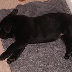 Labrador retriever gini