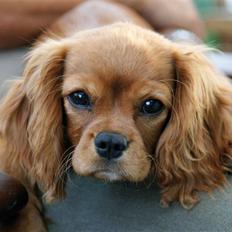Cavalier king charles spaniel Baja
