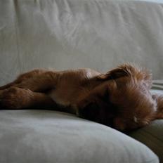 Cavalier king charles spaniel Baja