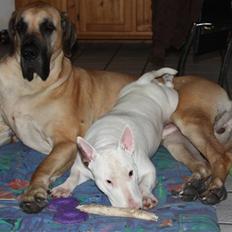 Bullterrier WB´s Auricle Amy (Båtte)