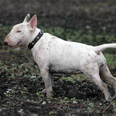 Bullterrier WB´s Auricle Amy (Båtte)