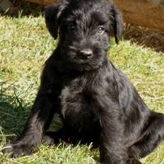 Blanding af racer Valle