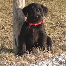 Blanding af racer Valle