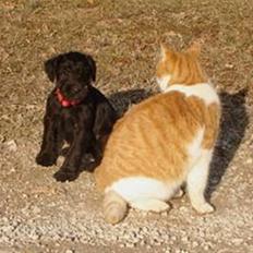 Blanding af racer Valle