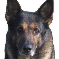 Schæferhund King   R.I.P. 15-07-09