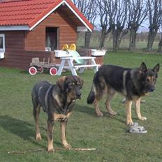 Schæferhund King   R.I.P. 15-07-09