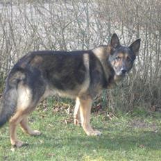 Schæferhund King   R.I.P. 15-07-09