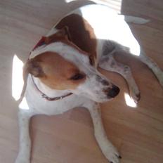 Dansk svensk gaardhund Pernille (snittel)