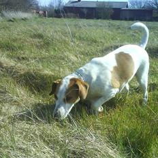 Dansk svensk gaardhund Pernille (snittel)