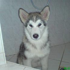 Alaskan malamute Keenai