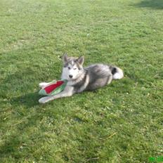 Alaskan malamute Keenai