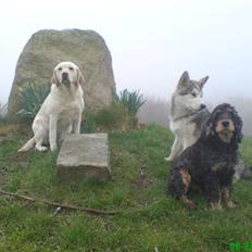 Alaskan malamute Keenai
