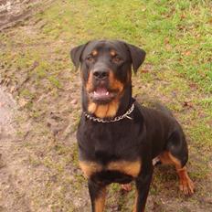 Rottweiler samson