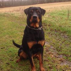 Rottweiler samson