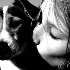 Glathåret foxterrier                »' Kiwi <3