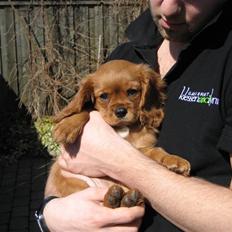 Cavalier king charles spaniel Baja