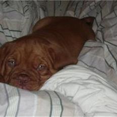 Dogue de bordeaux Santos