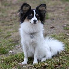 Papillon Diva