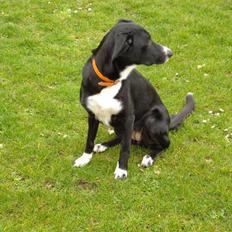 Border collie Trille