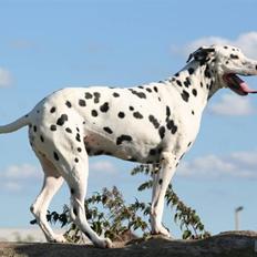Dalmatiner Rasmus