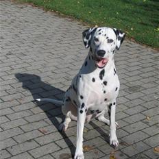 Dalmatiner Rasmus