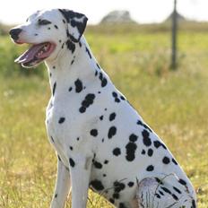 Dalmatiner Rasmus
