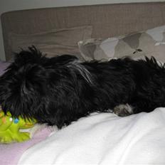 Lhasa apso Fulton von Moisen 