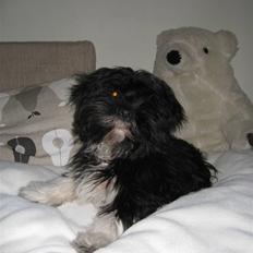 Lhasa apso Fulton von Moisen 