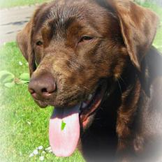 Blanding af racer BRUNO<3