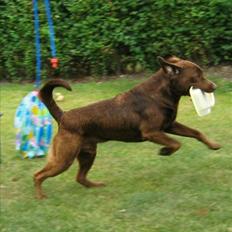 Blanding af racer BRUNO<3