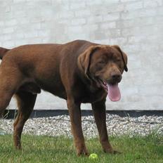 Blanding af racer BRUNO<3