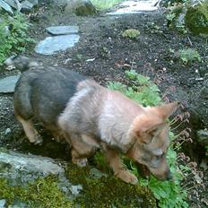 Västgötaspids Ølenskjolds Figo