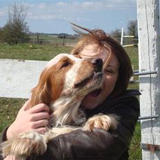Cocker spaniel Chico