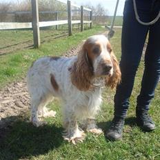 Cocker spaniel Chico