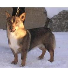 Västgötaspids Ølenskjolds Figo