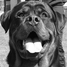 Rottweiler Chandor (Xinkas)