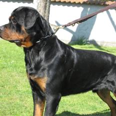 Rottweiler Chandor (Xinkas)