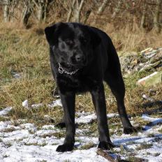 Labrador retriever / Schæferhund Mahjong