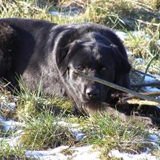 Labrador retriever / Schæferhund Mahjong