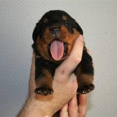 Rottweiler Chandor (Xinkas)