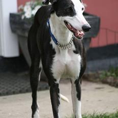 Galgo español Picasso