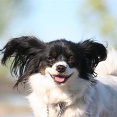 Papillon Lezia (FNUG)