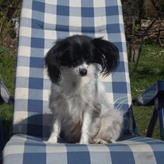 Papillon Lezia (FNUG)