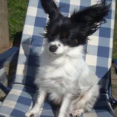 Papillon Lezia (FNUG)