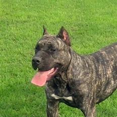 Dogo canario Ivana Campeon